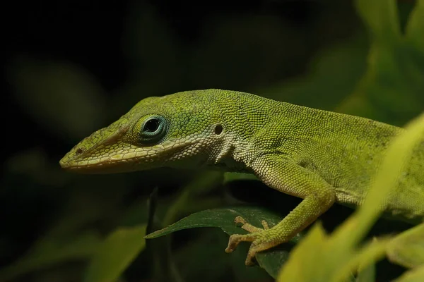 Fechar Sobre Anole Verde Americano Anolis Carolinensis Terrário — Fotografia de Stock