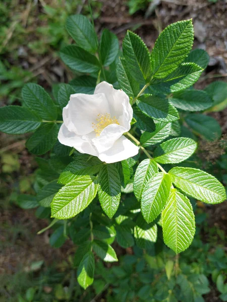 Tiro Vertical Uma Rosa Branca Com Belas Folhas Verdes Jardim — Fotografia de Stock