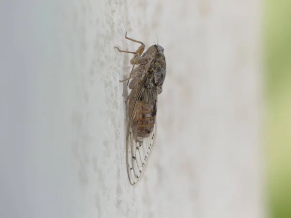 Mediterraean Cricket Sitting White Wall — Stock Photo, Image