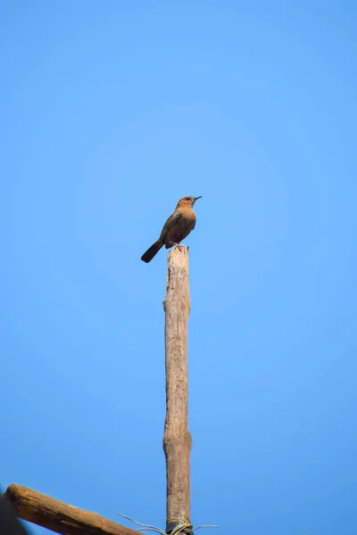 Tiro Vertical Pássaro Toxostoma Pousando Madeira Contra Céu Azul — Fotografia de Stock