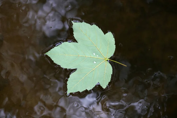 一片树叶从树上落下来 在平静的水面上飘扬 这是一张俯瞰的照片 — 图库照片