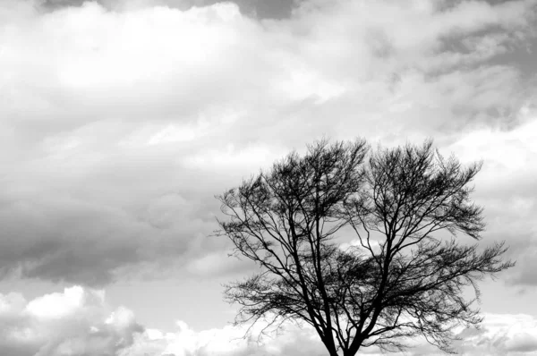 Una Toma Escala Grises Árbol Desnudo Bajo Cielo Nublado Durante —  Fotos de Stock