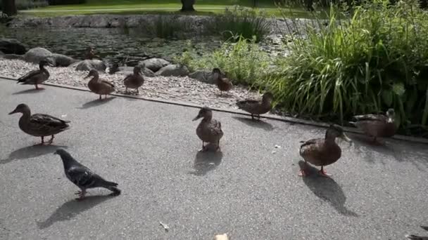 공원에 비둘기 — 비디오