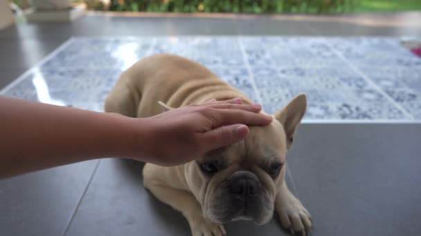 Sahibi Küçük Sevimli Fransız Bulldog Okşuyor — Stok video