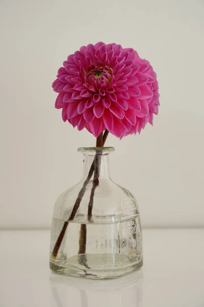 Vertical Shot Transpatent Vase Pink Dahlia — Stock Photo, Image