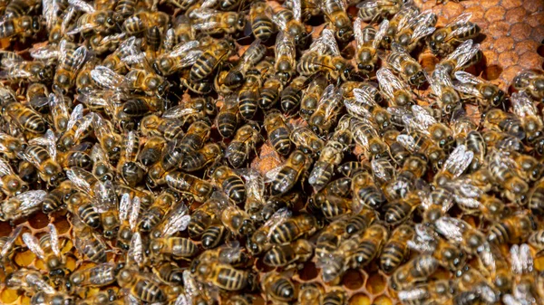 Närbild Bikupa För Att Honung Pollen Propolis Och Bidrottninggelé — Stockfoto