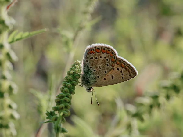 Zbliżenie Ujęcia Pięknego Motyla Stojącego Zielonej Roślince Polu Pod Słońcem — Zdjęcie stockowe