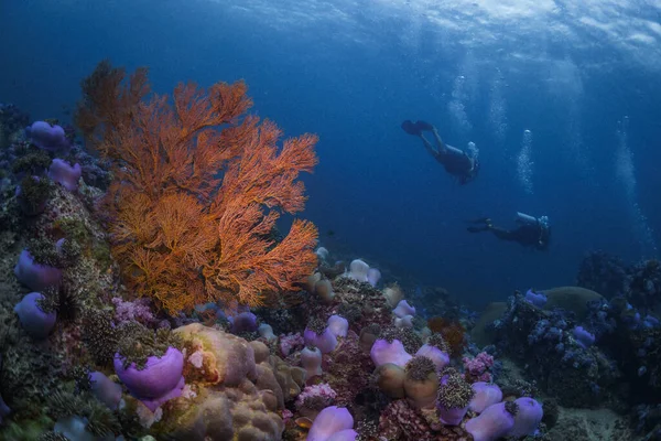 Récif Coloré Dans Eau Cristalline Thaïlande Semblable Grande Barrière Corail — Photo