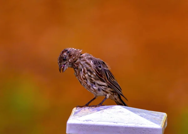 Una Toma Selectiva Enfoque Pájaro Gorrión Bebé Flaco —  Fotos de Stock