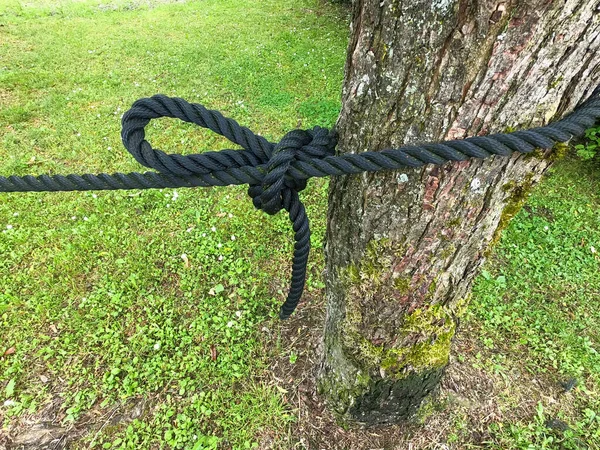 Çimenli Bir Tarlada Ağaç Gövdesine Bağlanmış Siyah Bir Düğümün Yakın — Stok fotoğraf