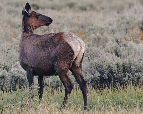 Scenic Shot Young Elk Grazing Meadow — Stock Photo, Image