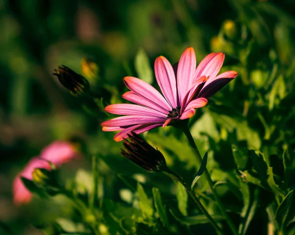 Detailní Záběr Krásné Růžové Sedmikrásky Rostoucí Zahradě — Stock fotografie