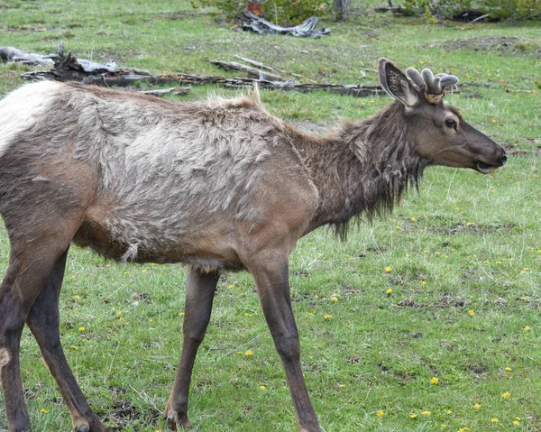 Vue Panoramique Jeune Wapiti Côté Broutant Dans Une Prairie — Photo