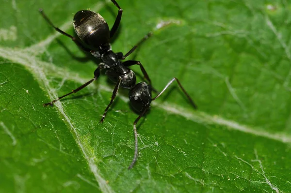 식물을 올라가는 개미의 선택적 — 스톡 사진