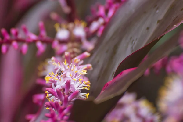 Kis Ausztrál Őshonos Fullánkos Méh Egy Bromeliád Virág Közelében Kuranda — Stock Fotó