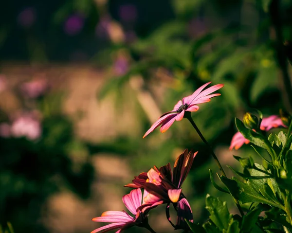 정원에서 자라는 아름다운 분홍빛 데이지 클로즈업 — 스톡 사진