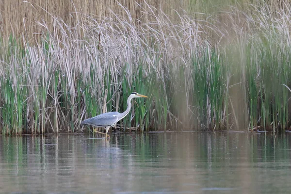 Beautiful Blue Heron Lake Tall Reeds Marshes — Stock Photo, Image