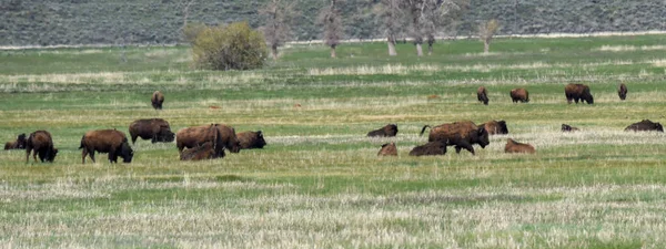 Plano Panorámico Prado Lleno Bisontes Pasto —  Fotos de Stock