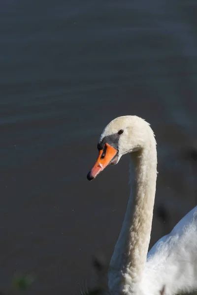 Primo Piano Cigno Bianco Che Nuota Sull Acqua Sole — Foto Stock