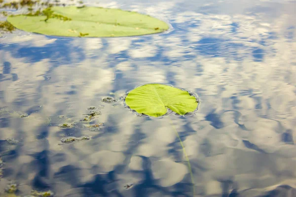 瑞士毛恩湖表面的百合花叶子 — 图库照片
