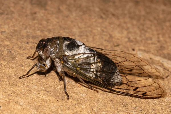 茶色の表面にセミの昆虫の選択的焦点ショット — ストック写真