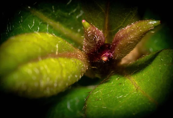 Yeşil Bir Etobur Bitkinin Yakın Plan Çekimi — Stok fotoğraf