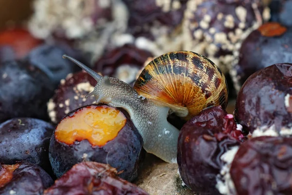 Bahçedeki Salyangoz Cornu Asperum Çürük Kuru Eriklerden Yiyor — Stok fotoğraf