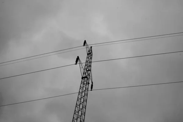 Una Toma Escala Grises Cables Torre Transmisión Aire Libre Luz — Foto de Stock