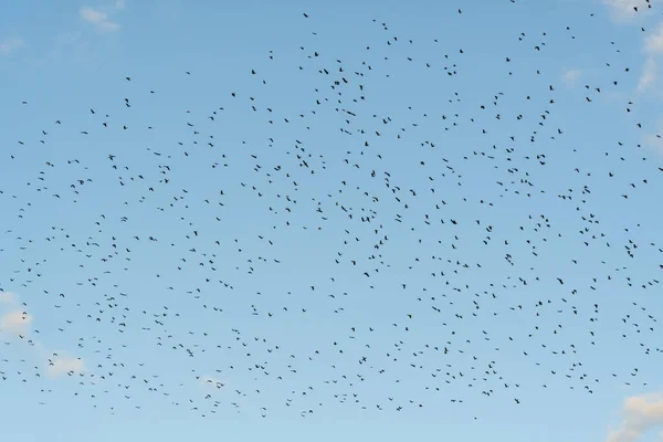 Ein Großer Schwarm Schwarzer Wildvögel Fliegt Hoch Den Blauen Wolkenverhangenen — Stockfoto