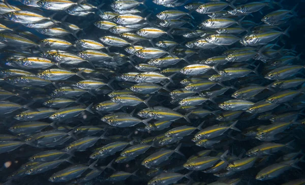 Skolan För Fisk Närbild Liknar Great Barrier Reef Australien Eller — Stockfoto