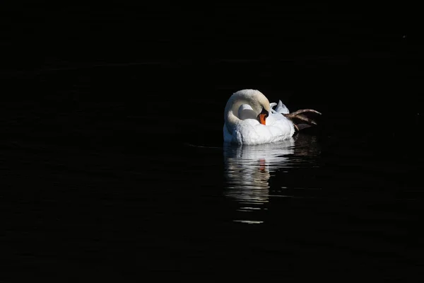 White Swan Swimming Water Reflections Sun Rather Black Background — Stock Photo, Image