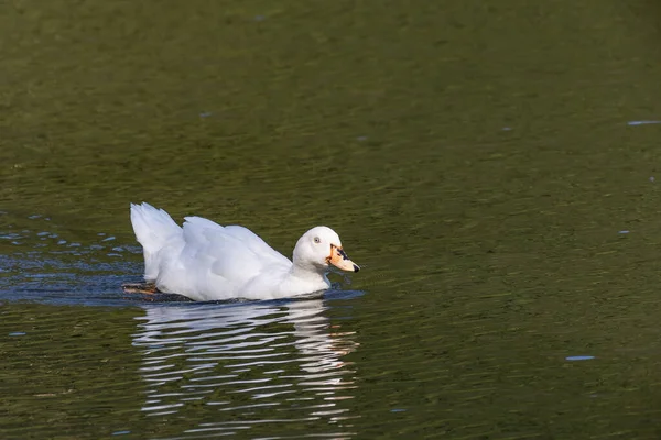 太陽の光を反射して水面を泳ぐ白いガチョウ — ストック写真