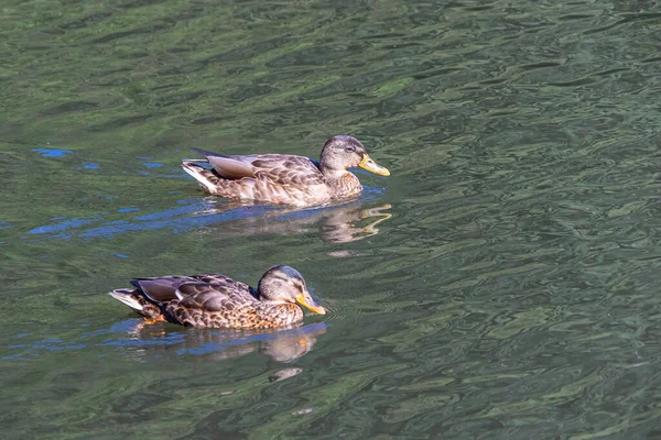 Dwie Kaczki Pływające Wodzie Obok Siebie Słońcu — Zdjęcie stockowe