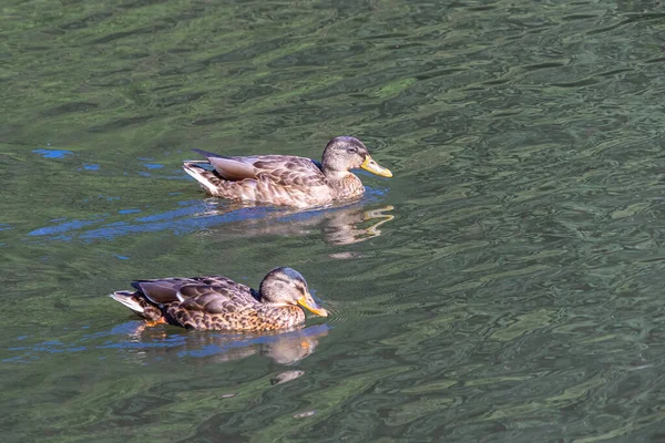 Deux Canards Nageant Côte Côte Soleil — Photo