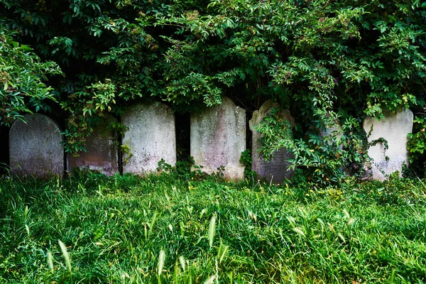 Weathered Dirty Gravestones Grassy Ground Slowly Being Covered Plants — Stok Foto