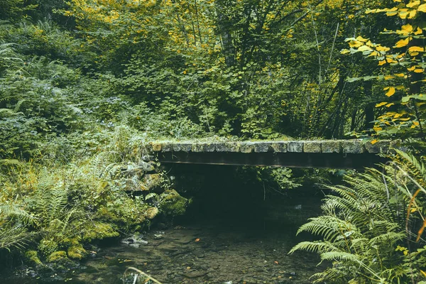Yeşil Yaprak Döken Ormandaki Bir Derenin Üzerinde Bir Köprü — Stok fotoğraf
