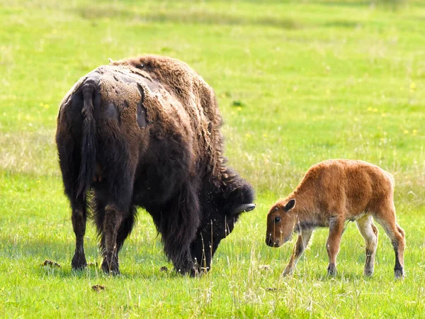 Beau Cliché Bison Adulte Veau Sur Pâturage Dans Prairie — Photo