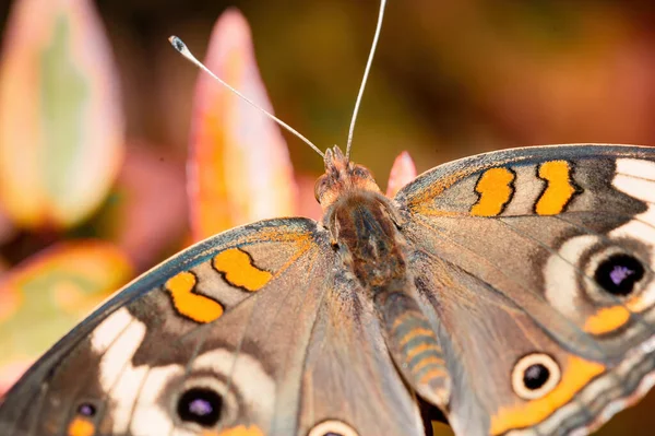 Селективный Снимок Тропической Бабочки Стоящей Цветке Саду — стоковое фото
