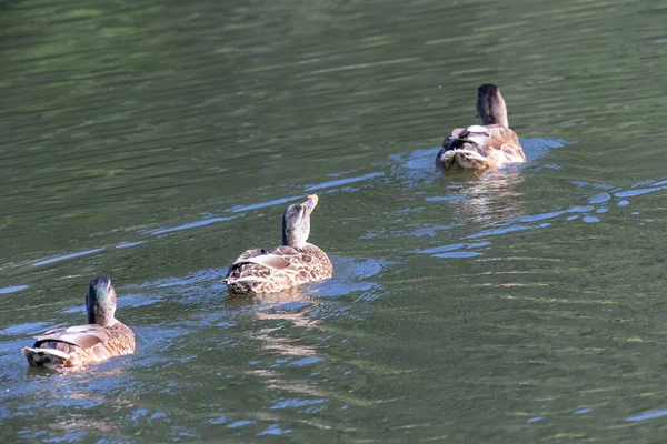 Tres Patos Nadando Fila Agua Sol — Foto de Stock