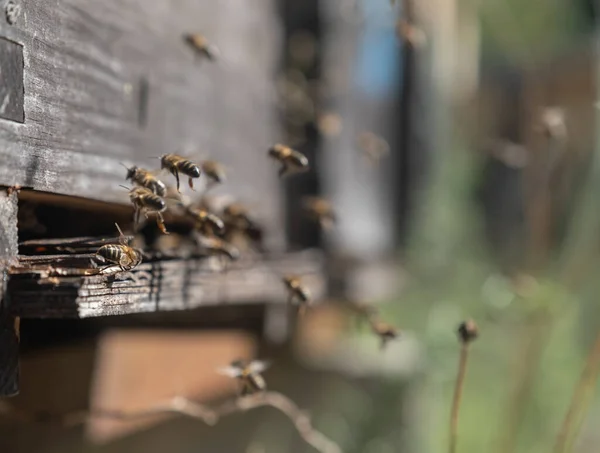 Közelkép Méhkas Méz Pollen Propolisz Méhpempő Előállításához — Stock Fotó