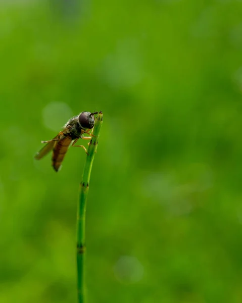 Eine Vertikale Nahaufnahme Einer Biene Die Auf Einem Grünen Kraut — Stockfoto