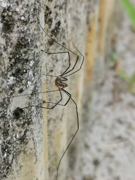 Een Macro Shot Van Een Kleine Spin Grond — Stockfoto