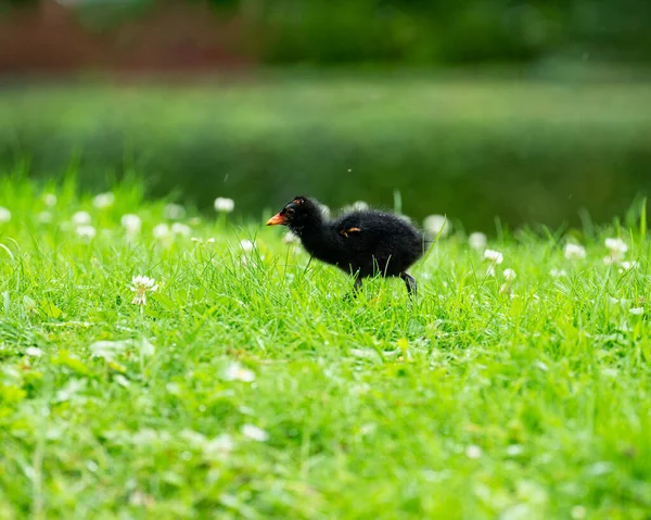 Close View Cute Black Moorhen Chick Paging Lawn Sun Light — Stock fotografie