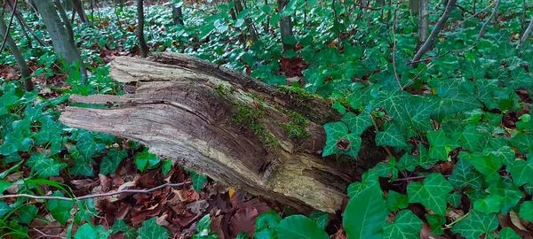 아이비 잎으로 약해진 이끼가 나무줄기 — 스톡 사진