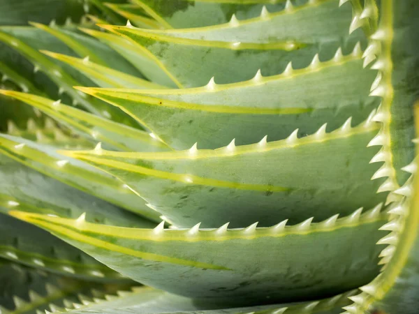 Közelkép Spirál Aloe Aloe Polyphylla Pillans — Stock Fotó