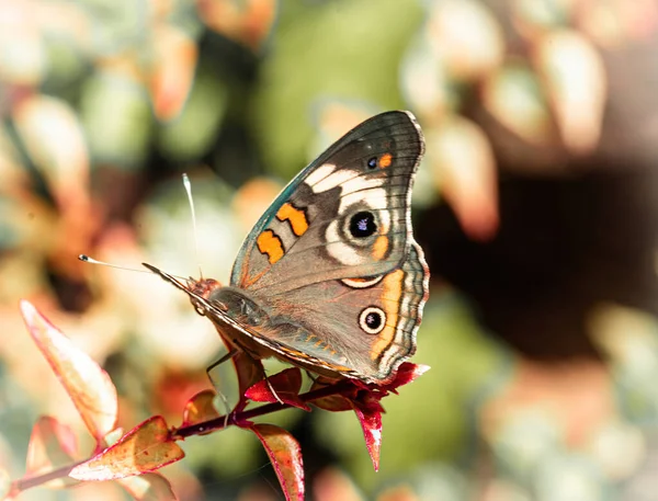 Tiro Seletivo Foco Uma Borboleta Tropical Buckeye Que Está Uma — Fotografia de Stock