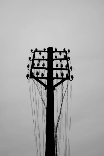 光天化日之下的一根电线杆的灰度摄影 — 图库照片