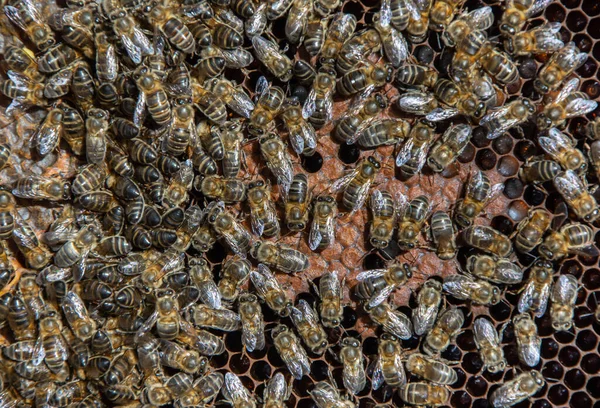 Közelkép Méhkas Méz Pollen Propolisz Méhpempő Előállításához — Stock Fotó