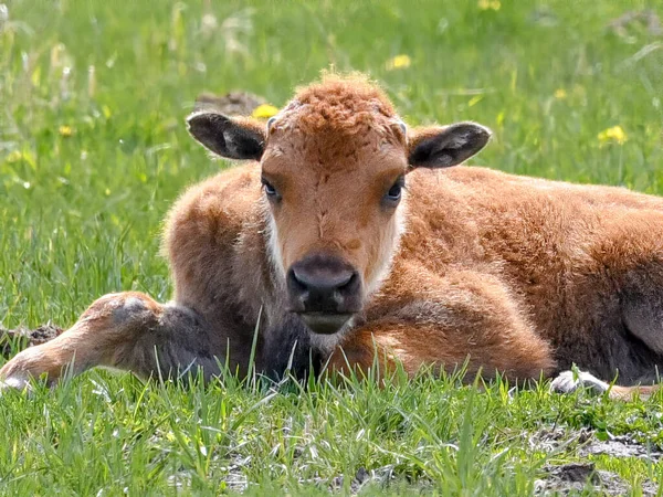 Selektivní Záběr Malého Lýtka Ležícího Trávě Poli — Stock fotografie