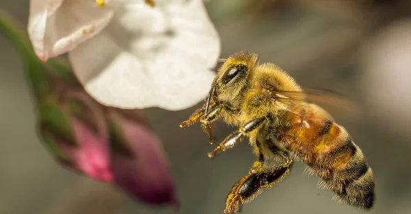 Szelektív Fókusz Lövés Dolgozó Méhek Gyűjtése Nektár Egy Virág — Stock Fotó